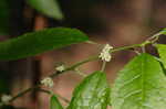 Common winterberry